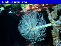 Unterwasserfotografie