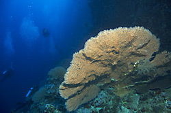 gorgonie