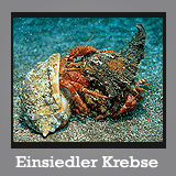Einsiedler Krebse