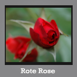 Rote Rose