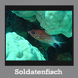 Soldatenfisch