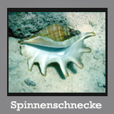 Spinnenschnecke